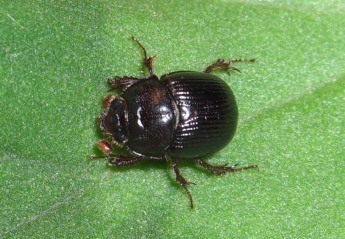 Réf. 309 354 : Odonteus armiger